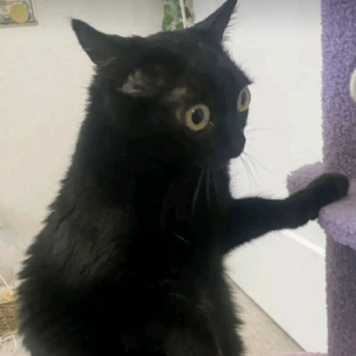 Gatos negro 🖤 7