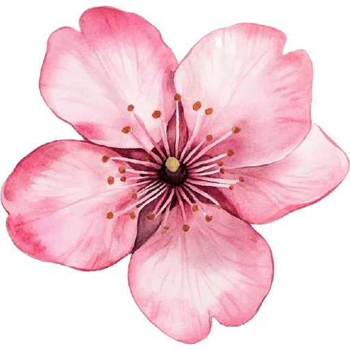 Cherry blossom flower sakura  8