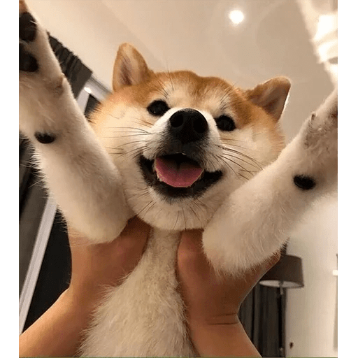 🐕 PERROS RANDOM FUNNY 2🤣 5