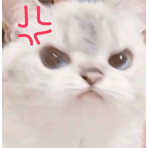 Angry cat😾 3