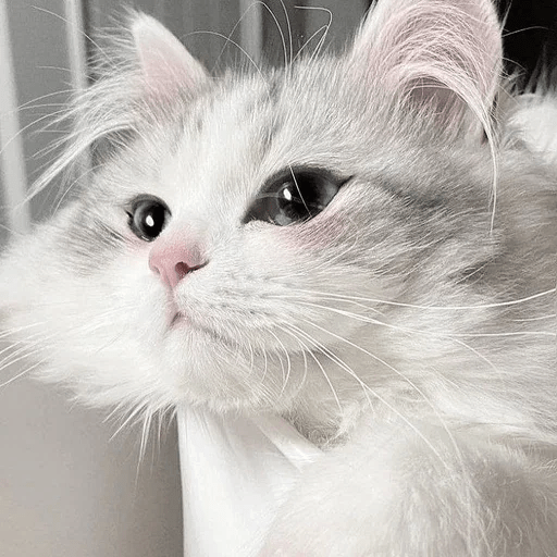 Cats Michi ฅ⁠^⁠•⁠ﻌ⁠•⁠^⁠ฅ 🐈‍⬛ 11