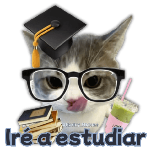 🧋🍉 GATOS que NECESITAS 🍉🧋 11