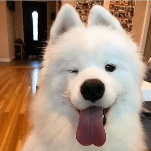 🐕 PERROS RANDOM FUNNY 2🤣 2