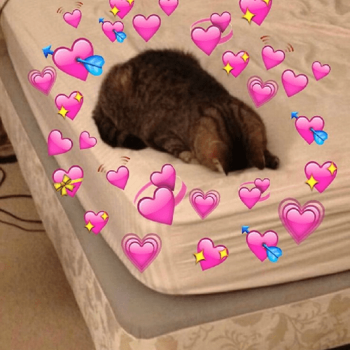 Gatitos ✨️ 6