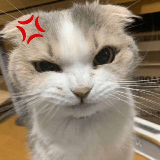 Cute cat 8