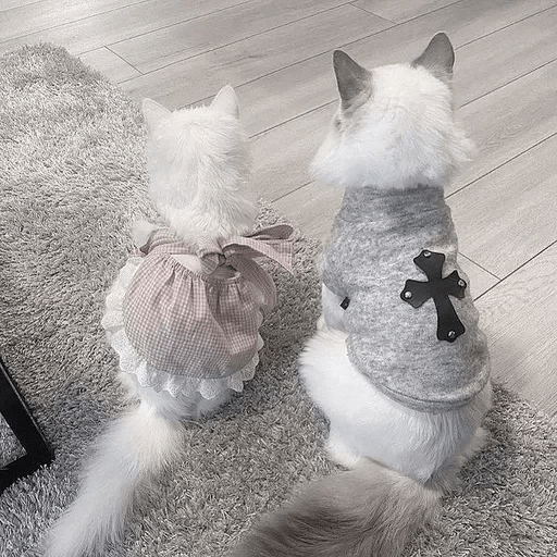Cats Michi ฅ⁠^⁠•⁠ﻌ⁠•⁠^⁠ฅ 🐈‍⬛ 17