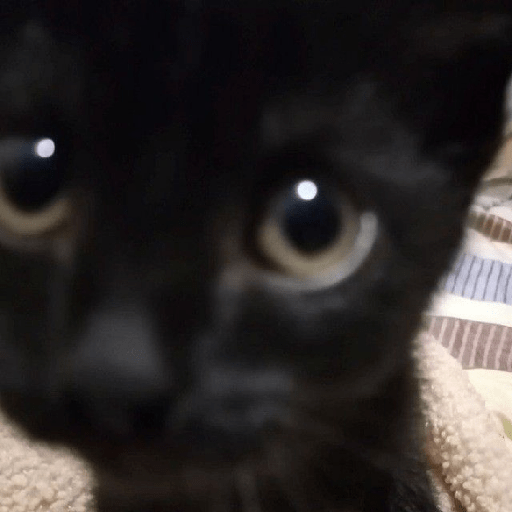 Gatos negro 🖤 10