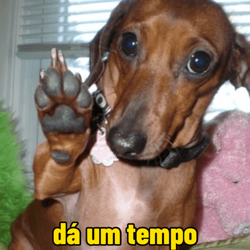 Cachorros engraçados  10