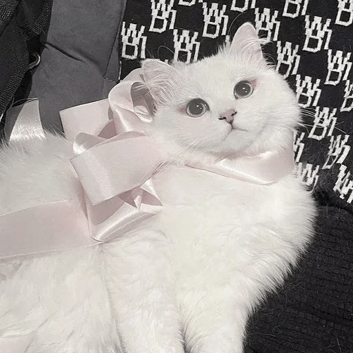 Cats Michi ฅ⁠^⁠•⁠ﻌ⁠•⁠^⁠ฅ 🐈‍⬛ 12