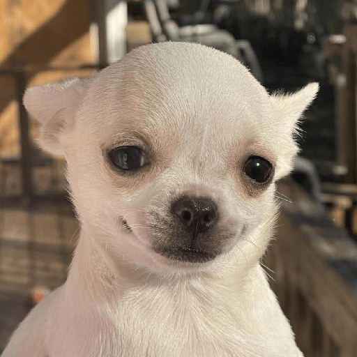Chihuahua 😜 1