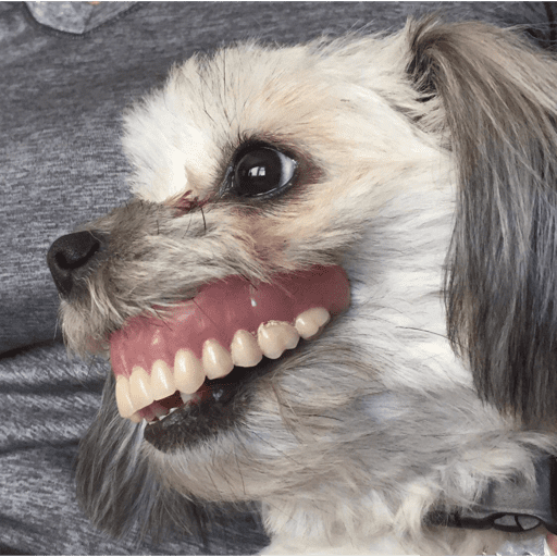Dog  11