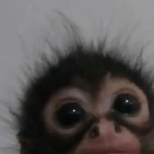 Monitos 🐵 6