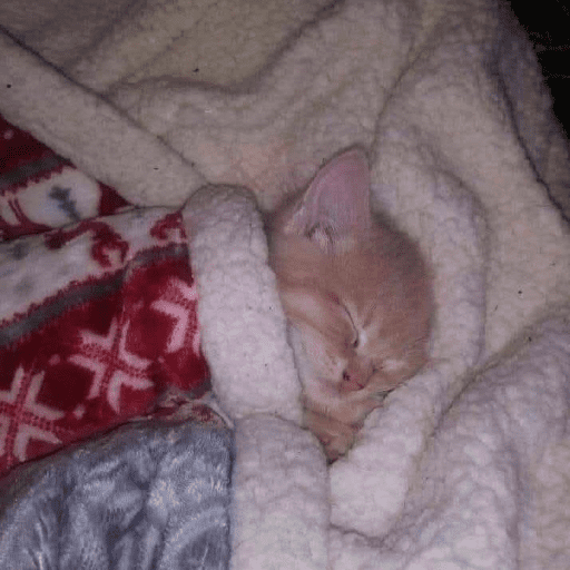 Cats 10 9