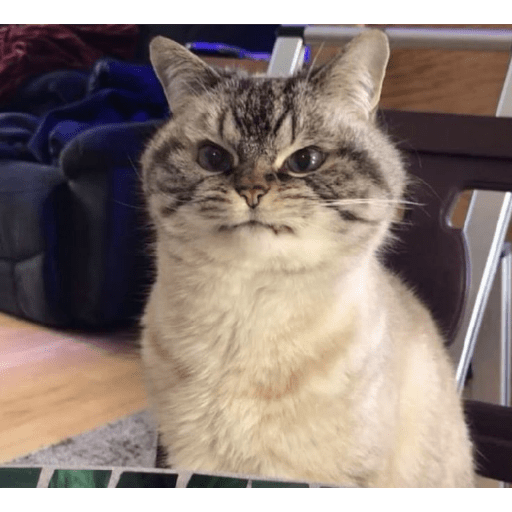 Angry cat😾 14