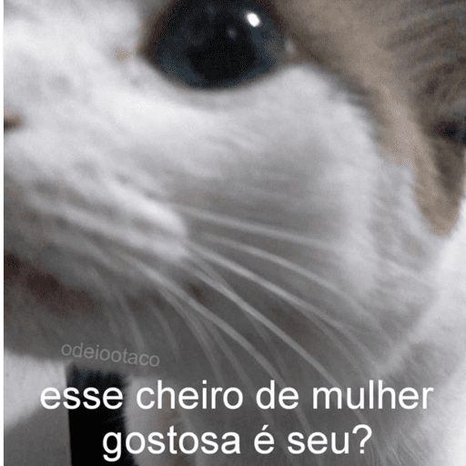 Cantadas gatinhos  11