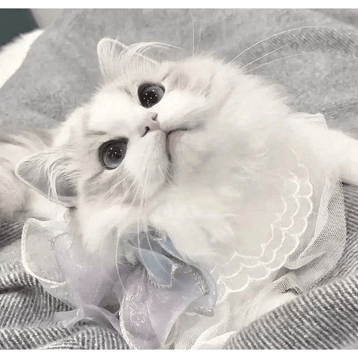 Cats Michi ฅ⁠^⁠•⁠ﻌ⁠•⁠^⁠ฅ 🐈‍⬛ 15