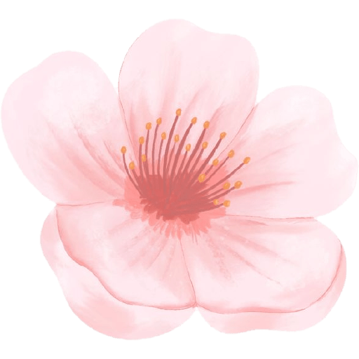 Cherry blossom flower sakura  2