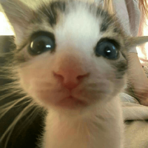 Cute cat 2