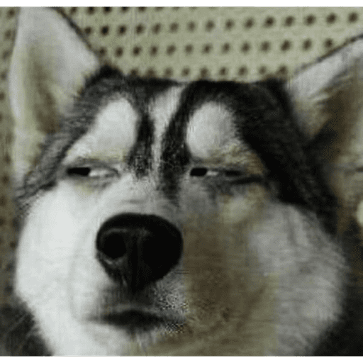 Dog  1
