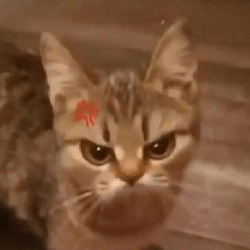 Angry cat😾 10