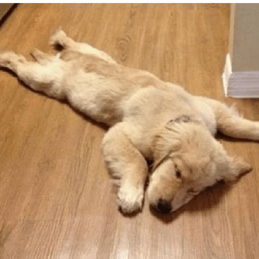 🦴🐶 Perros Funny Random 🐾🐶 6