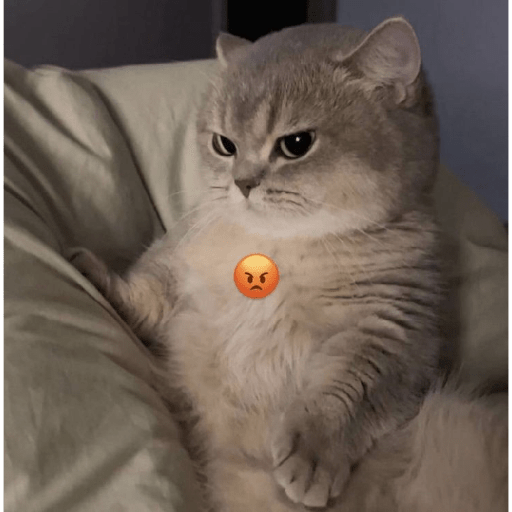 Angry cat😾 12