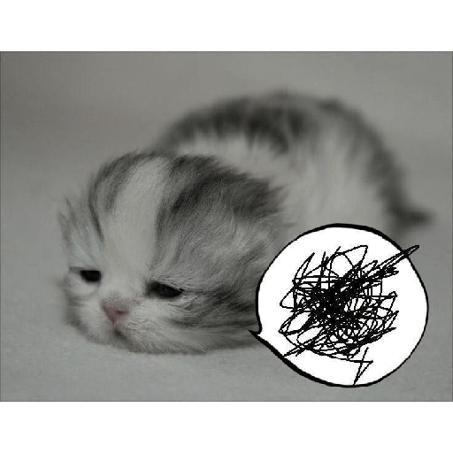 Cute cat 6