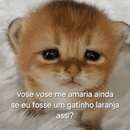 Cantadas gatinhos  1