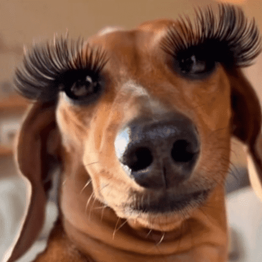 Cachorros engraçados  7