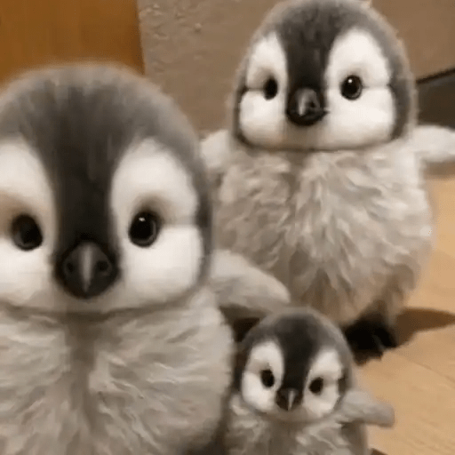 💓 Pingüinos bebé 2🐧 1