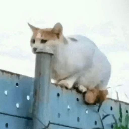 Sapecagens? 7