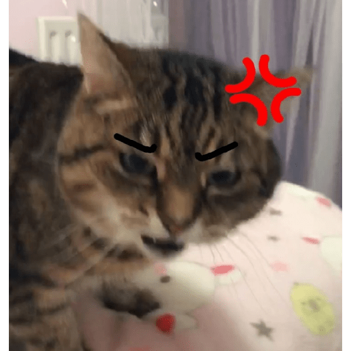 Angry cat😾 9