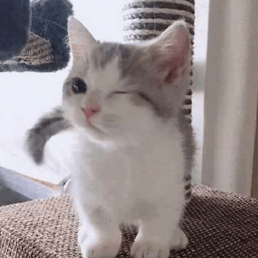 Gatitos 🤗 6