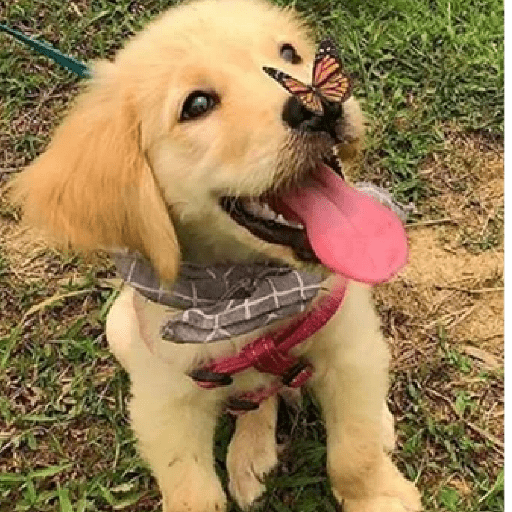 🦴🐶 Perros Funny Random 🐾🐶 7