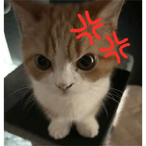 Angry cat😾 6