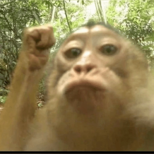 MONYET IMUT  9
