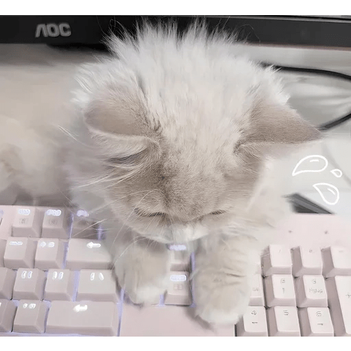 Cats Michi ฅ⁠^⁠•⁠ﻌ⁠•⁠^⁠ฅ 🐈‍⬛ 9