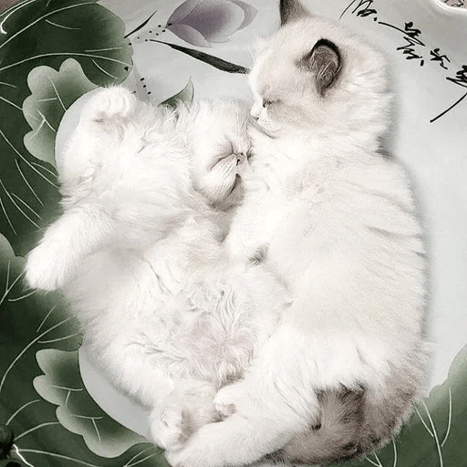 Cats Michi ฅ⁠^⁠•⁠ﻌ⁠•⁠^⁠ฅ 🐈‍⬛ 6