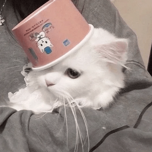 Cats  ฅ⁠^⁠•⁠ﻌ⁠•⁠^⁠ฅ 😺🤍 5