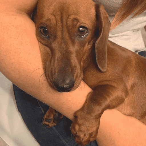 Cachorros engraçados  9