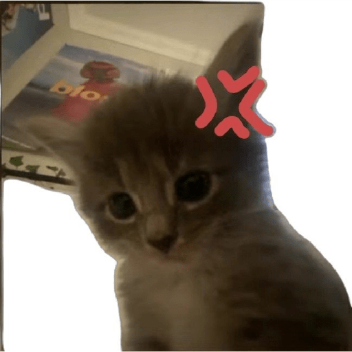 Angry cat😾 7