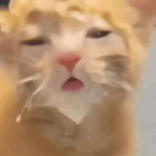 Gatos engraçados  12