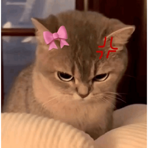 Angry cat😾 4
