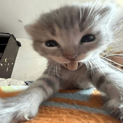 Gatitos 🤪 5