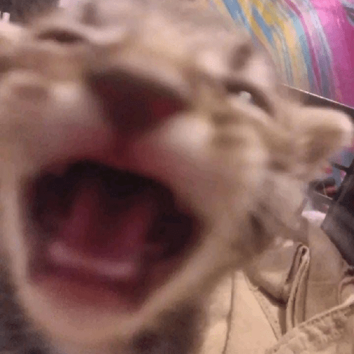 Gatitos 🤪 1