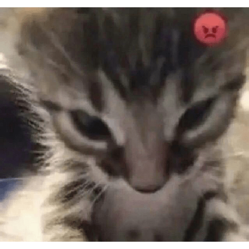 Cute cat 4