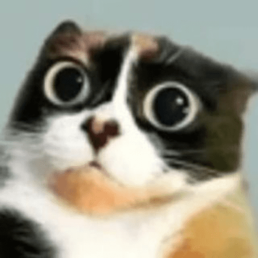 Gatos engraçados  6