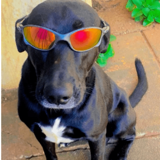 Dog  7