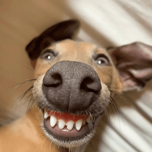 Dog  8