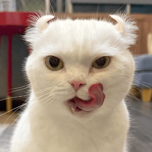 Gatitos 😺 4